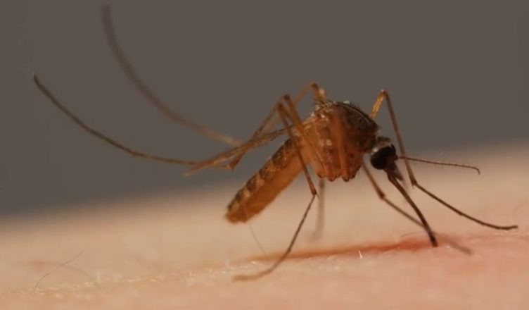 Por que algumas pessoas atraem mais mosquitos do que outras?