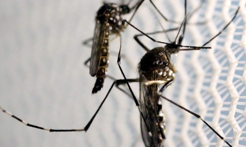 cidade-do-rio-registra-mais-de-2-mil-casos-de-dengue-em-24-horas