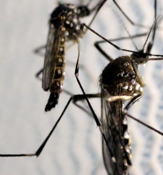 cidade-do-rio-registra-mais-de-2-mil-casos-de-dengue-em-24-horas