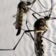 cidade-do-rio-registra-mais-de-2-mil-casos-de-dengue-em-24-horas