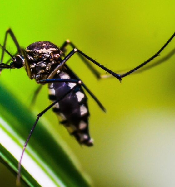 bairros-de-sp-ultrapassam-300-casos-de-dengue-por-100-mil-habitantes