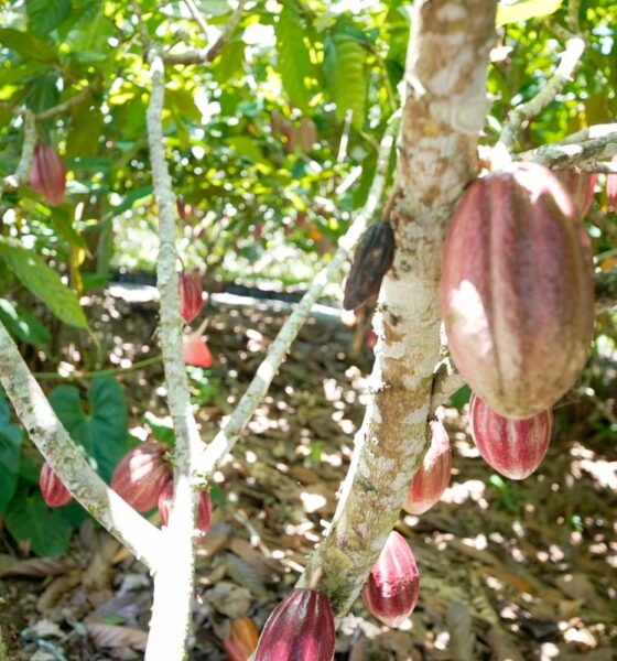 produtoras-de-cafe-e-cacau-contam-como-lidam-com-mudancas-climaticas