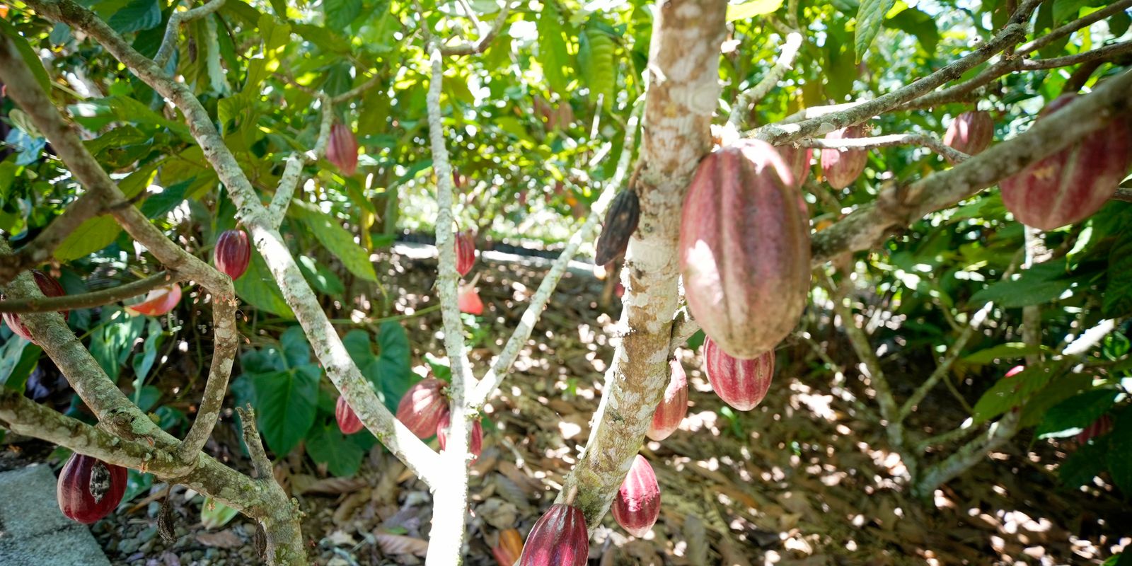 produtoras-de-cafe-e-cacau-contam-como-lidam-com-mudancas-climaticas