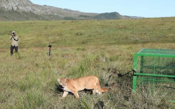 governo-de-minas-e-ibama-reabilitam-onca-parda-atropelada-e-a-devolvem-a-natureza