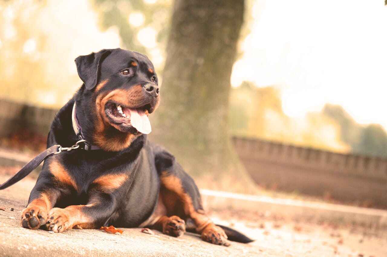 rottweiler